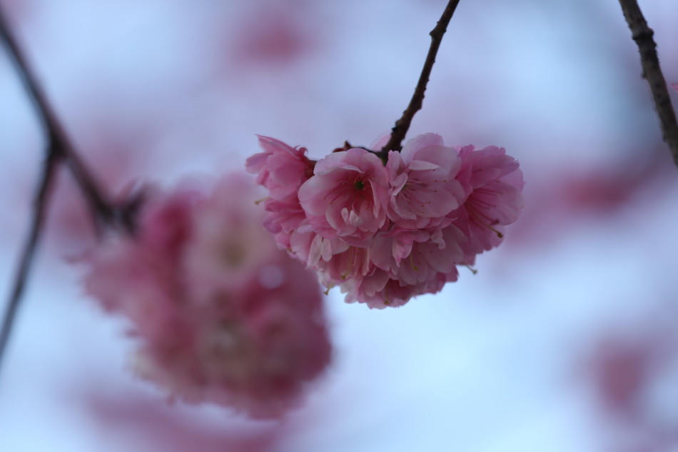 三月是春暖花开的季节 32823_1740095_445074.jpg