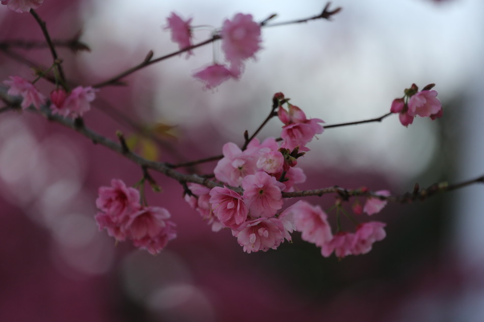 三月什么花开的季节 32823_1740097_584932.jpg