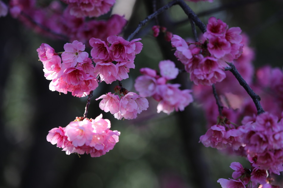 三月什么花开的季节 32823_1740111_376328.jpg