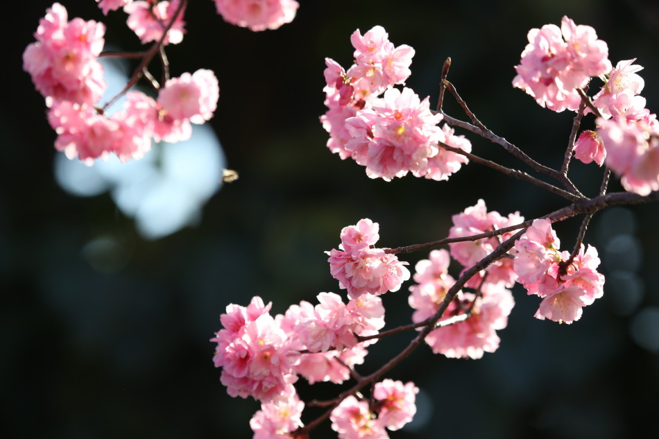 三月什么花开的季节 32823_1740122_608214.jpg