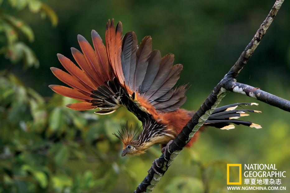 厄瓜多尔雨林明珠待售-中国学网-中国IT综合门