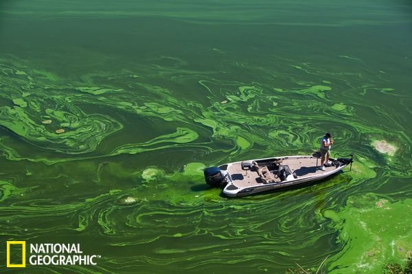 全球水体污染致藻类爆发:中国男孩海藻里游泳