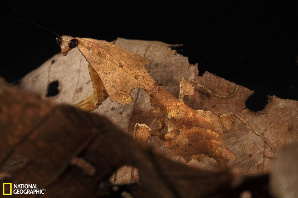 昆虫界中的伪装大师：枯叶螳螂似地面落叶