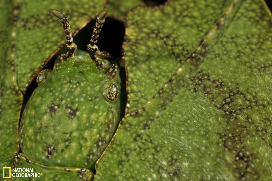 昆虫界中的伪装大师：枯叶螳螂似地面落叶