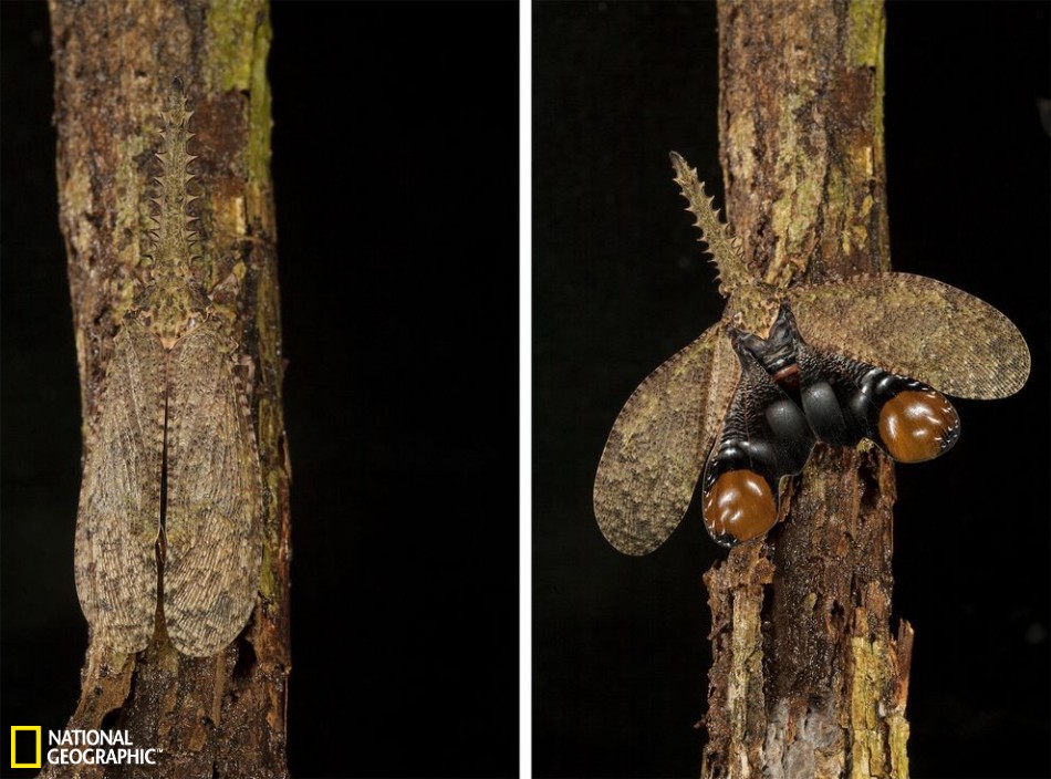 昆虫界中的伪装大师：枯叶螳螂似地面落叶