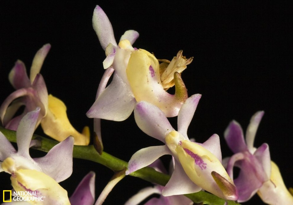 昆虫界中的伪装大师：枯叶螳螂似地面落叶