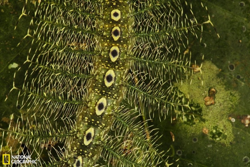 昆虫界中的伪装大师：枯叶螳螂似地面落叶