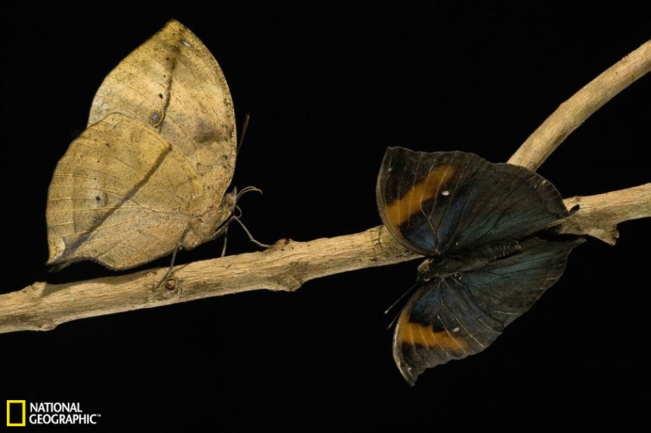 昆虫界中的伪装大师：枯叶螳螂似地面落叶