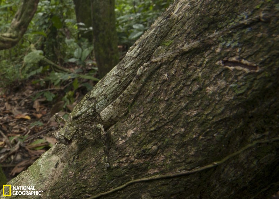 昆虫界中的伪装大师：枯叶螳螂似地面落叶