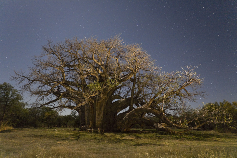 保罗瓜尼市的世界最大猴面包树