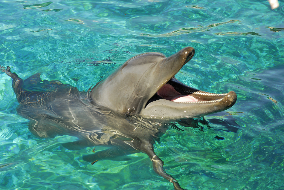 伊丽莎白港市海洋世界的宽吻海豚