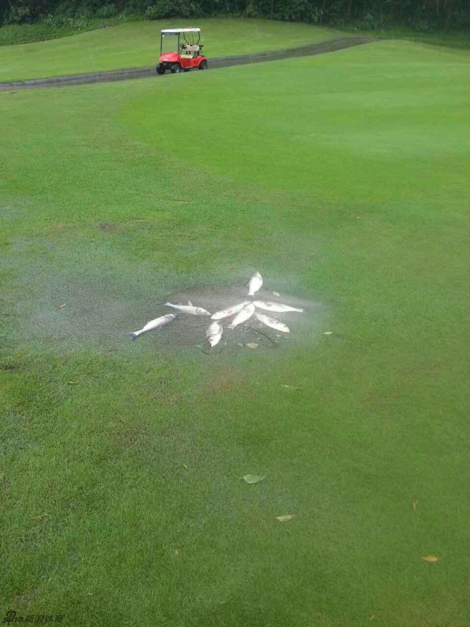 昔日绿毯今成泽国，高尔夫球道完全被浑浊的雨水淹没，远处依稀可见的果岭标志，诉说着这里本来的模样。