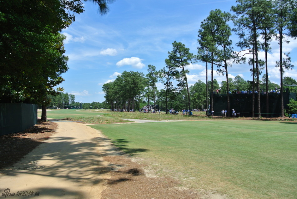 球员在松树丛极具挑战性的龟背果岭上仔细研判推杆线路，果岭的起伏巨大，考验着球员的技巧与胆识。