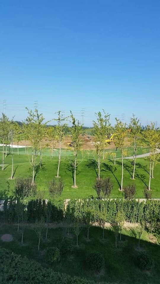 夕阳西下，维权的人群仍未散去，他们 silhouetted 的身影与远处朦胧的施工机械构成一幅充满故事性的剪影，预示着这场风波远未结束。