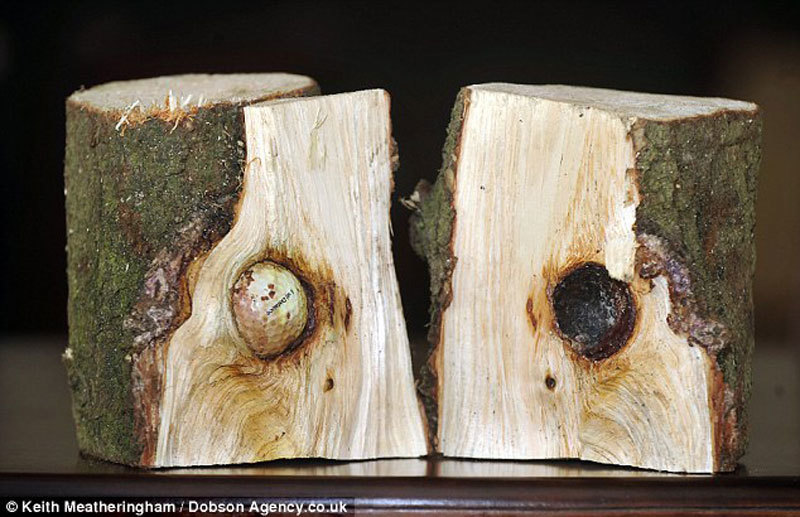 被砍下的树木横截面静静置于高尔夫球场的草坪上，如同一个天然的展示柜，中央那枚白色小球与深色木纹形成强烈对比，诉说着漫长的光阴故事。