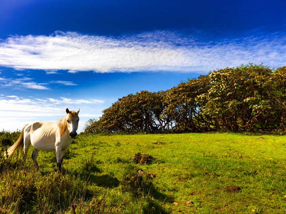 黑竹沟是目前国内保存最完整、最原始的生态群落之一。