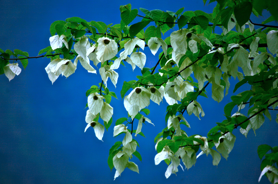 黑竹沟是目前国内保存最完整、最原始的生态群落之一。