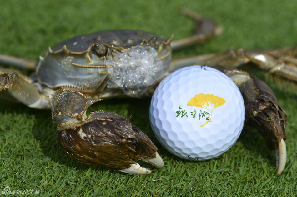 球员在练习果岭上专注推杆，为总决赛做最后准备