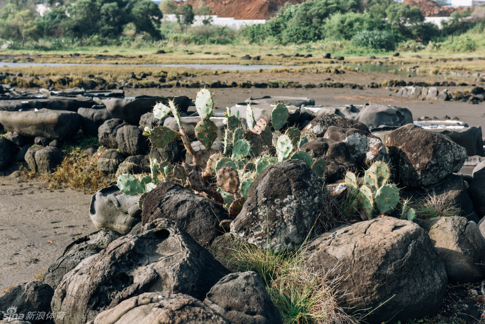 古盐田的石缝与卤水池边，一丛丛绿色的仙人掌顽强生长，为这片灰黑色的盐田天地增添了一抹坚韧的生命色彩。