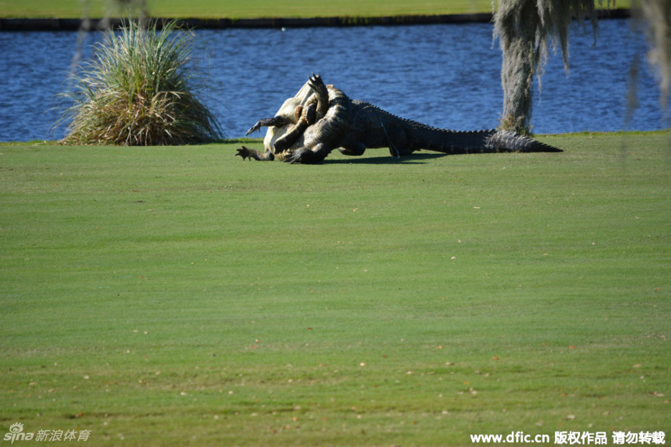 鳄鱼沉入湖中前最后的回望，眼神中依旧保留着掠食者的冰冷与威严