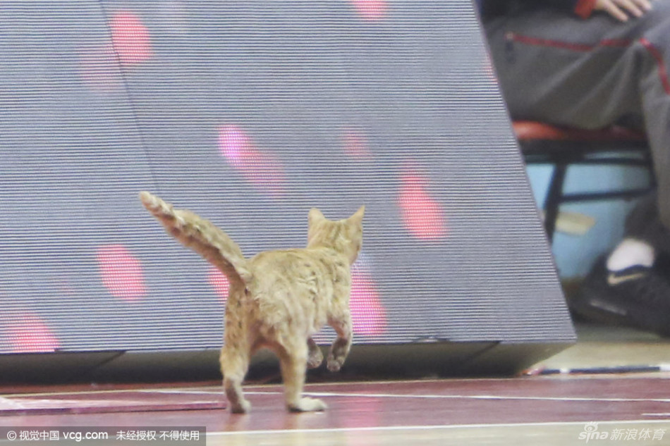 喵星人在光滑的木地板上上演极速漂移，身体拉出一道残影，动作之迅捷矫健，堪比场上的后卫球员完成一次漂亮的上篮。