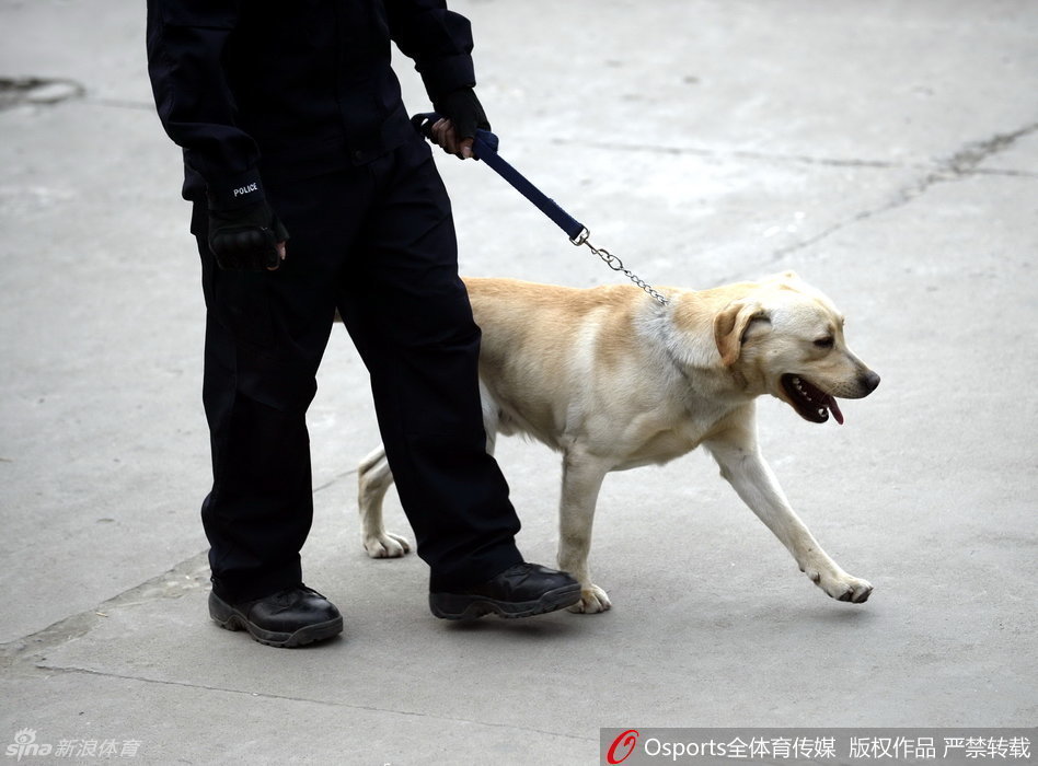 一列警犬队在训导员的带领下整齐地走过场馆通道，警犬们步伐矫健，目光如炬，它们用敏锐的嗅觉排查着每一处可能的隐患。
