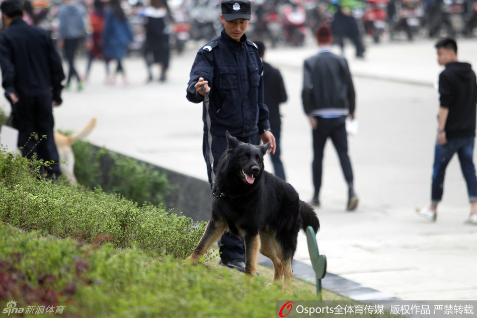 一名神情专注的训导员带领着嗅觉灵敏的警犬，在体育馆外的空旷区域执行搜索任务，警犬肌肉紧绷，时刻准备为维护秩序贡献自己的力量。