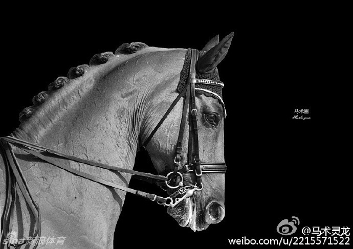 唯美美马图_高清图集_新浪网