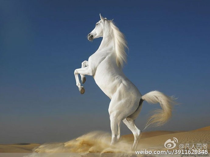 骏马图之矫健俊逸马蹄疾_高清图集_新浪网