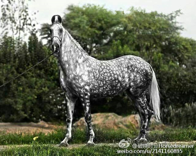 佩尔什重型挽马