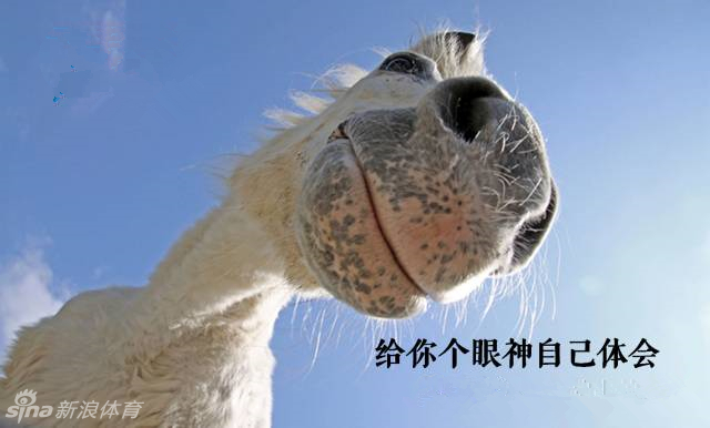 成精儿了!马儿搞怪表情包_高清图集_新浪网