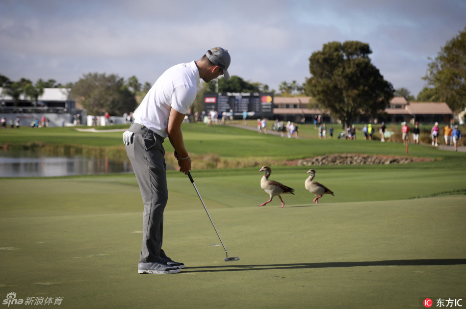 马丁·凯梅尔在果岭上弯腰观察推杆线路，神情严肃，一只小动物意外闯入画面边缘，凸显了比赛中的不确定性。