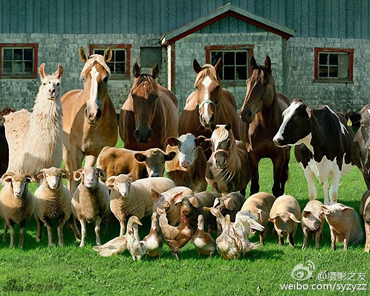 马猪牛羊齐相聚_高清图集_新浪网