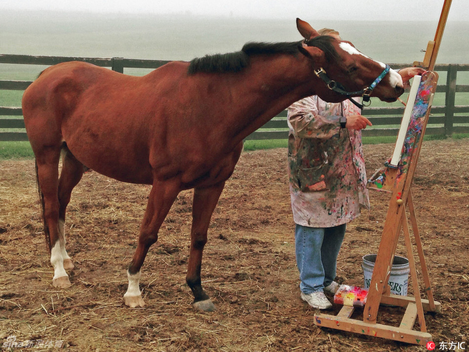 快成精了！冠军赛马伤退 叼起画笔成网红(组图)
