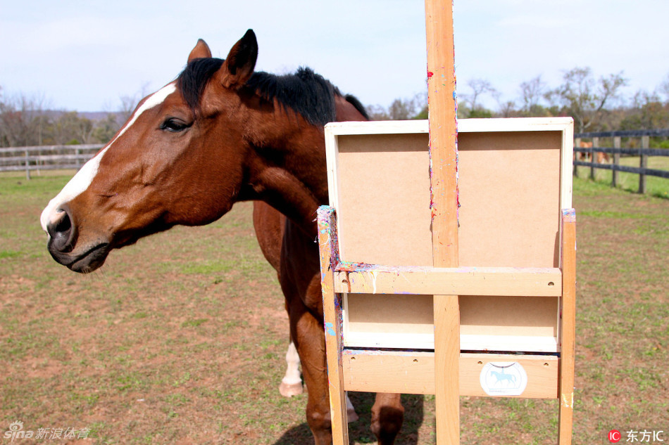 快成精了！冠军赛马伤退 叼起画笔成网红(组图)