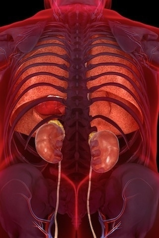 高清3D图让你了解人体- Micro Reading