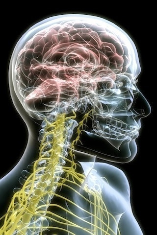 高清3D图让你了解人体- Micro Reading