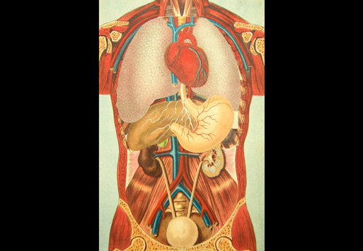 胰岛素是哪个器官产生 28379_196975_861350.jpg