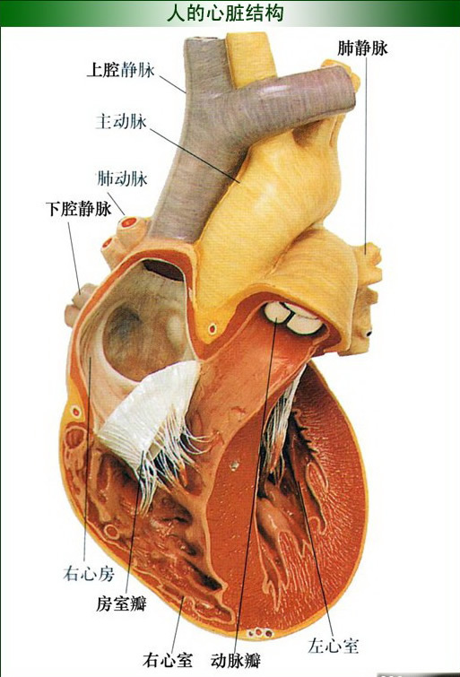 人体心脏结构解剖图_高清图集_新浪网