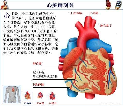 人体心脏结构解剖图_高清图集_新浪网
