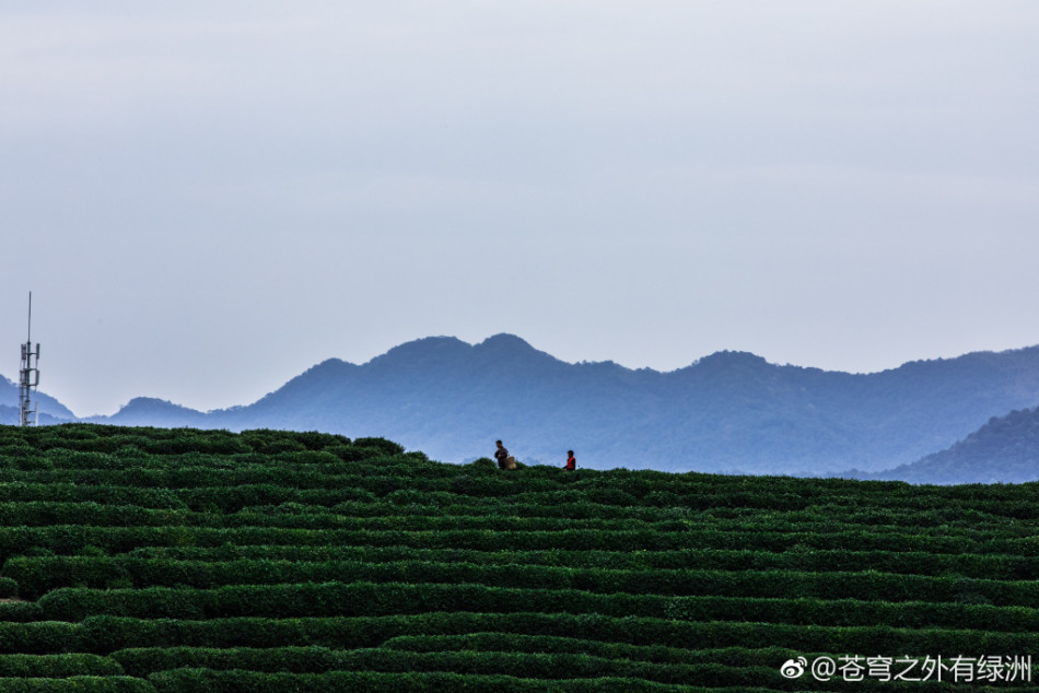 新茶香人口_人口普查(3)