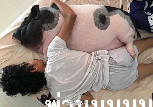 并培养出了深厚的感情,天天都抱着它睡觉