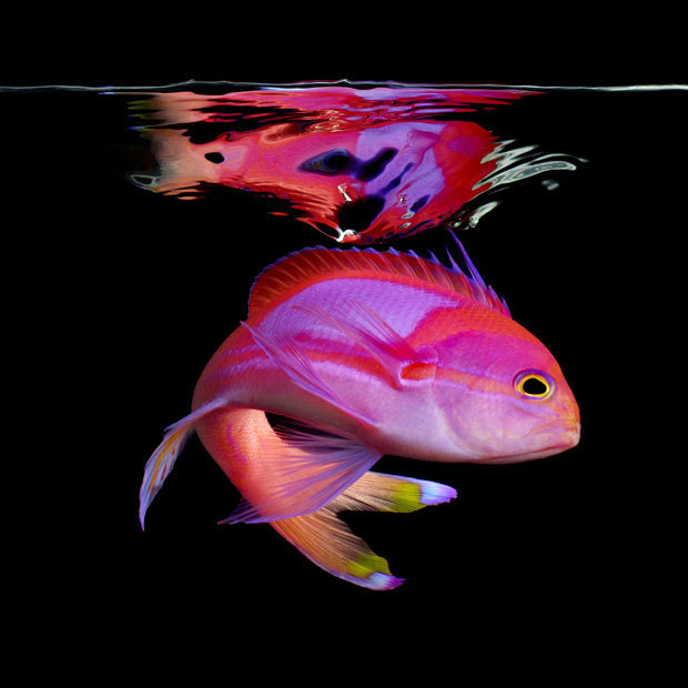 绚丽海洋生物从微型海马到章鱼巨型还乌龟图片