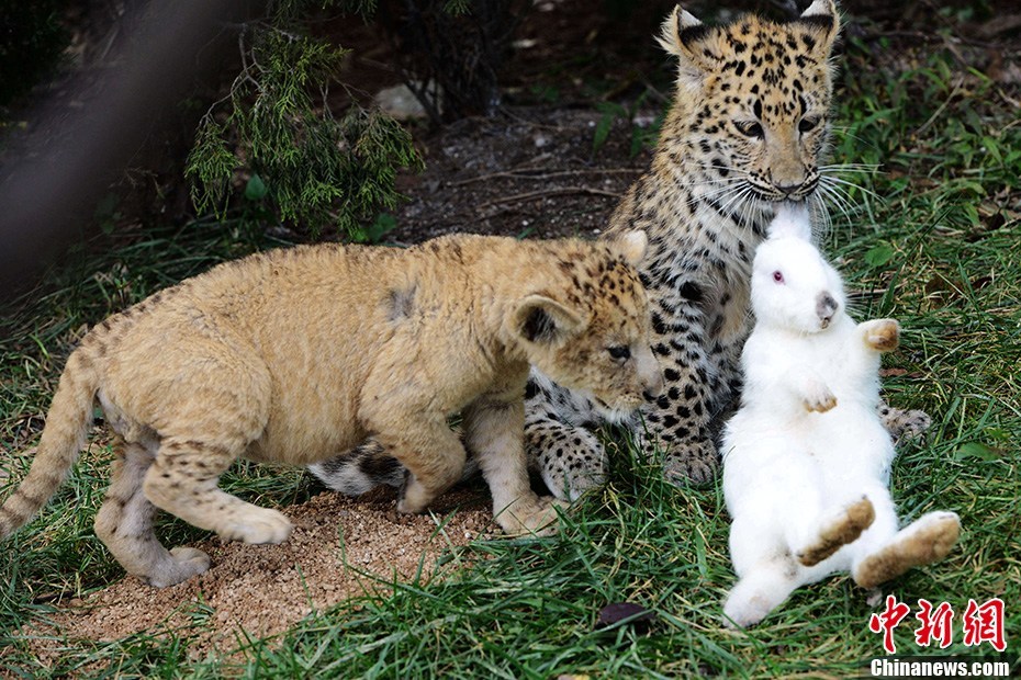 老虎、狮子、猎狗、豹哪个最厉害?-请问:老虎