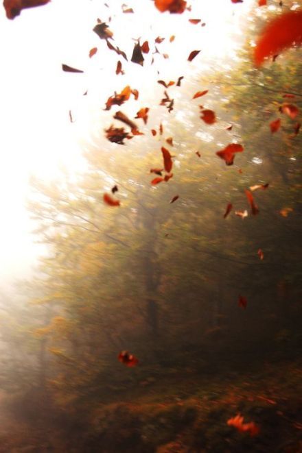 金色秋天歌曲大全 21342_2434982_164539.jpg