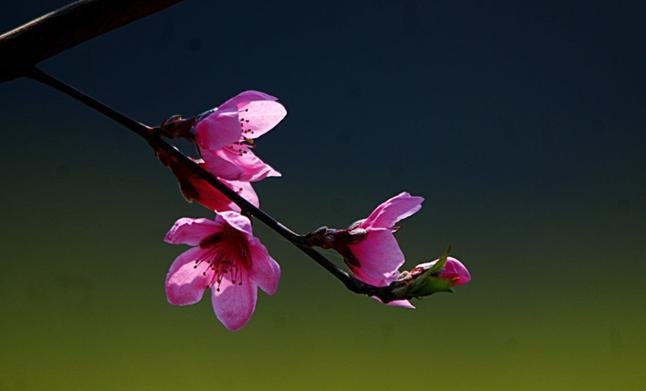 你像三日桃花开曲谱_你像三月桃花开曲谱(3)