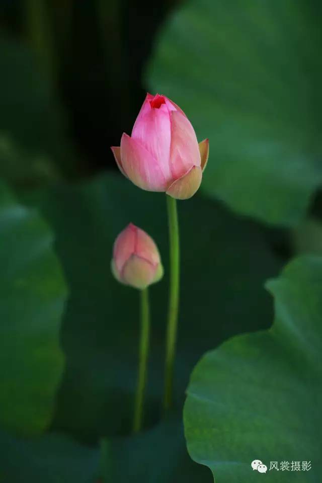 2码中特期期准今晚开什么马。输了好多了,大家