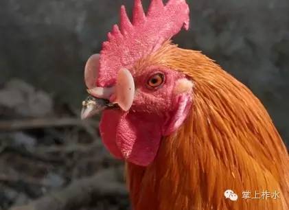 养鸡场招聘_平均月薪4800 招6人,保亭南茂养鸡场招聘信息(4)