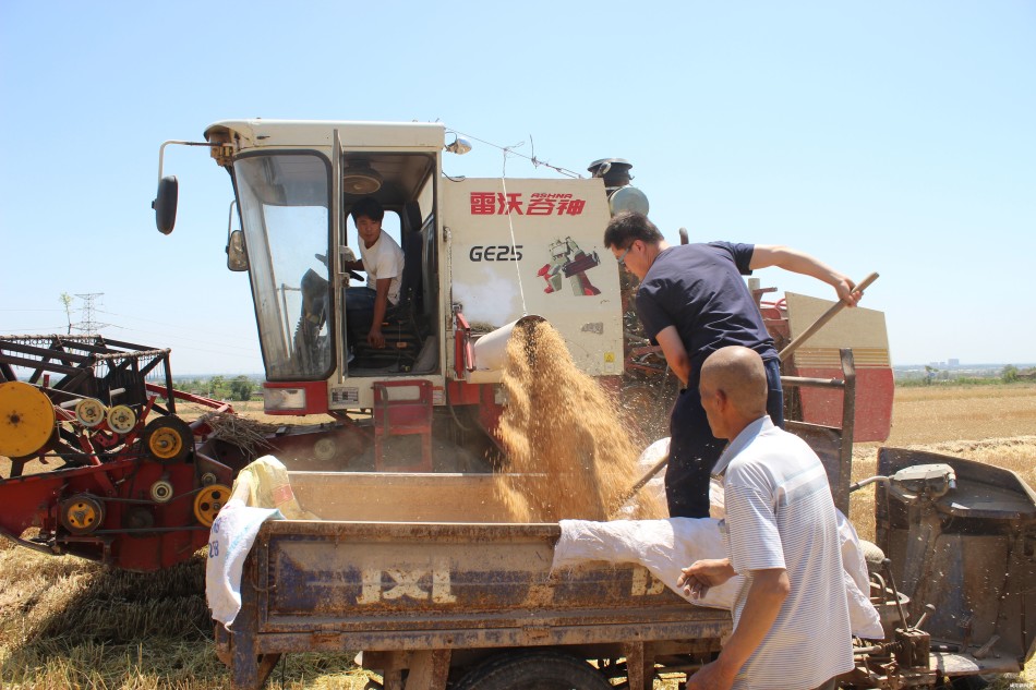 sos某村小麦种植面积是ahm2次方,水稻种植面