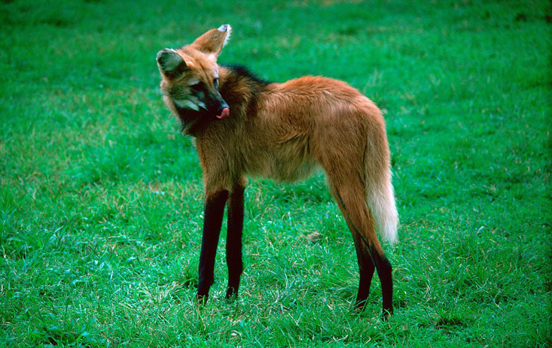 世界罕见动物 21340_5358001_148911.jpg